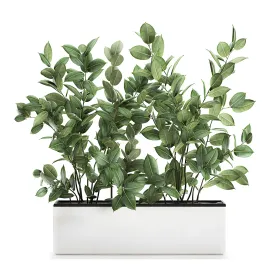 Plant ficus elastica